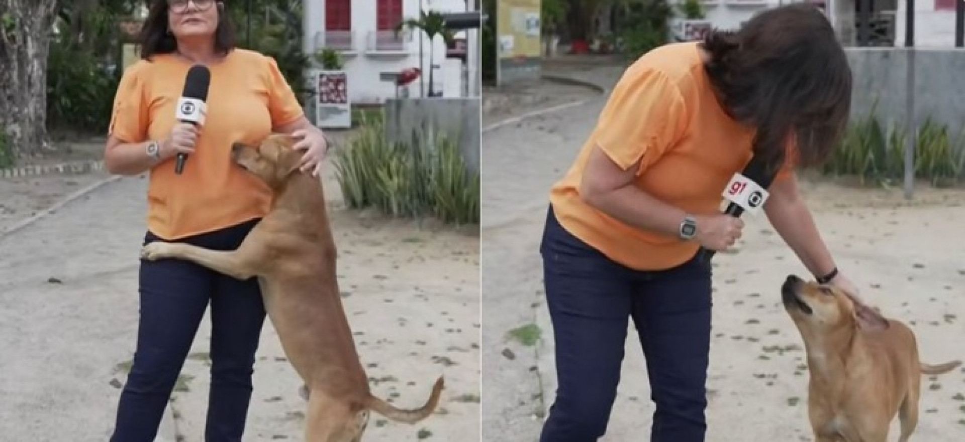 Bianka Carvalho tem reportagem 'invadida' por cachorro caramelo - Reprodução / X