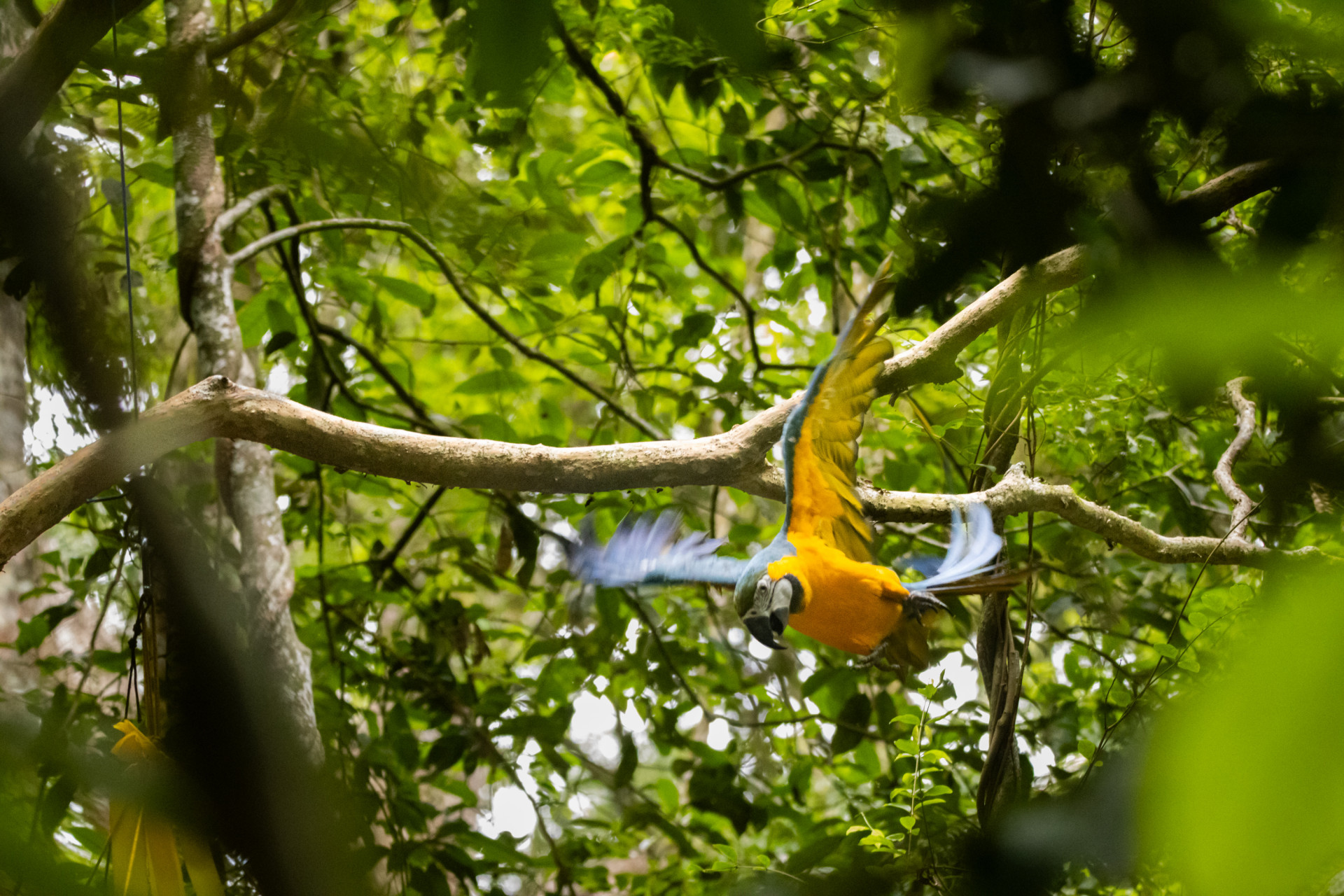 Araras-canind&eacute;s s&atilde;o soltas no Parque Nacional da Tijuca - Flavia Zagury/Refauna