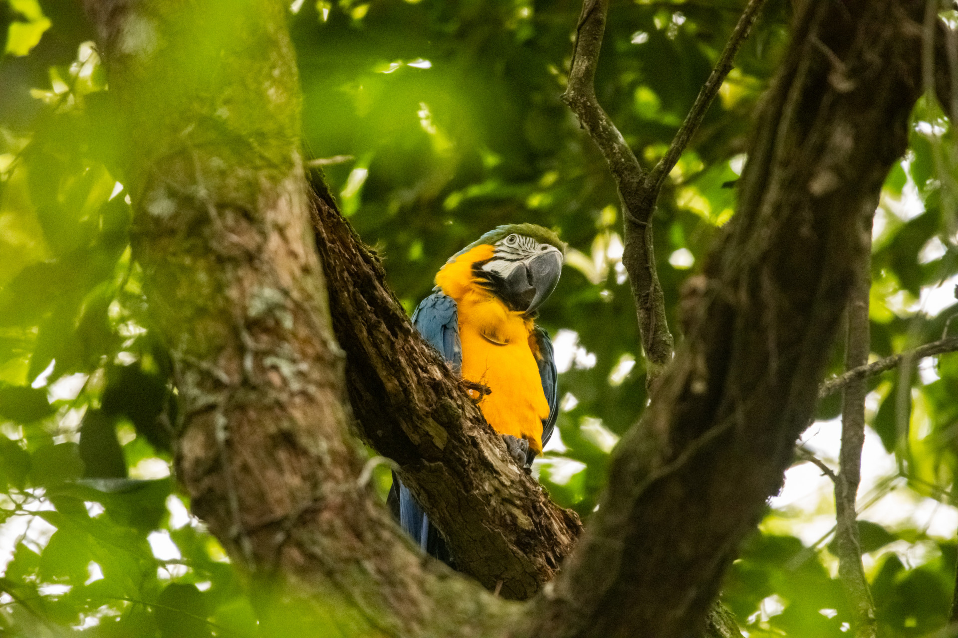 Araras-canind&eacute;s s&atilde;o soltas no Parque Nacional da Tijuca - Flavia Zagury/Refauna