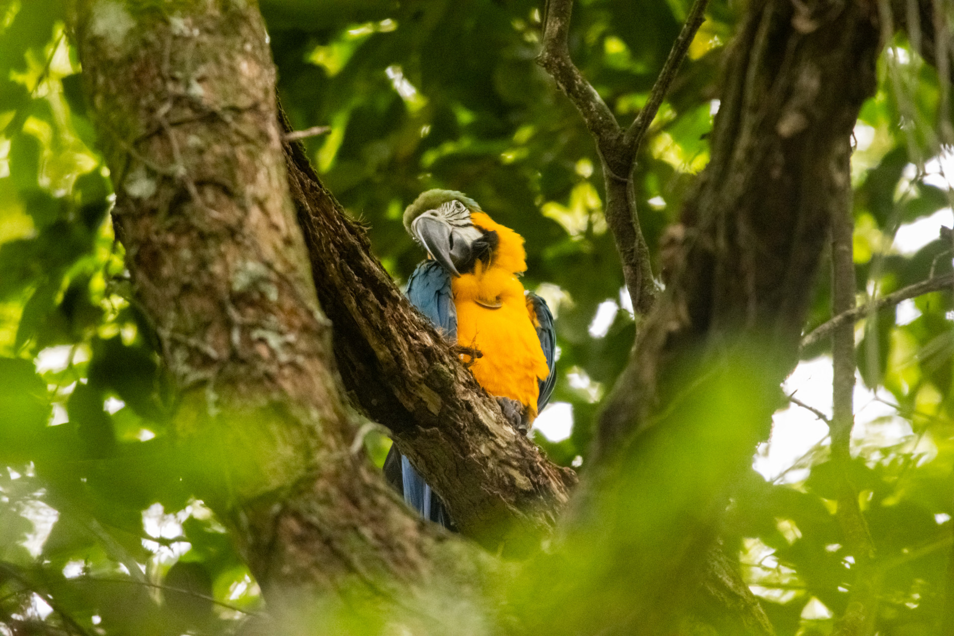 Araras-canind&eacute;s s&atilde;o soltas no Parque Nacional da Tijuca - Flavia Zagury/Refauna