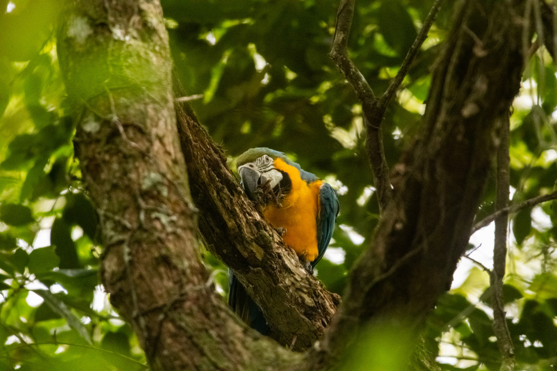 Araras-canind&eacute;s s&atilde;o soltas no Parque Nacional da Tijuca - Flavia Zagury/Refauna