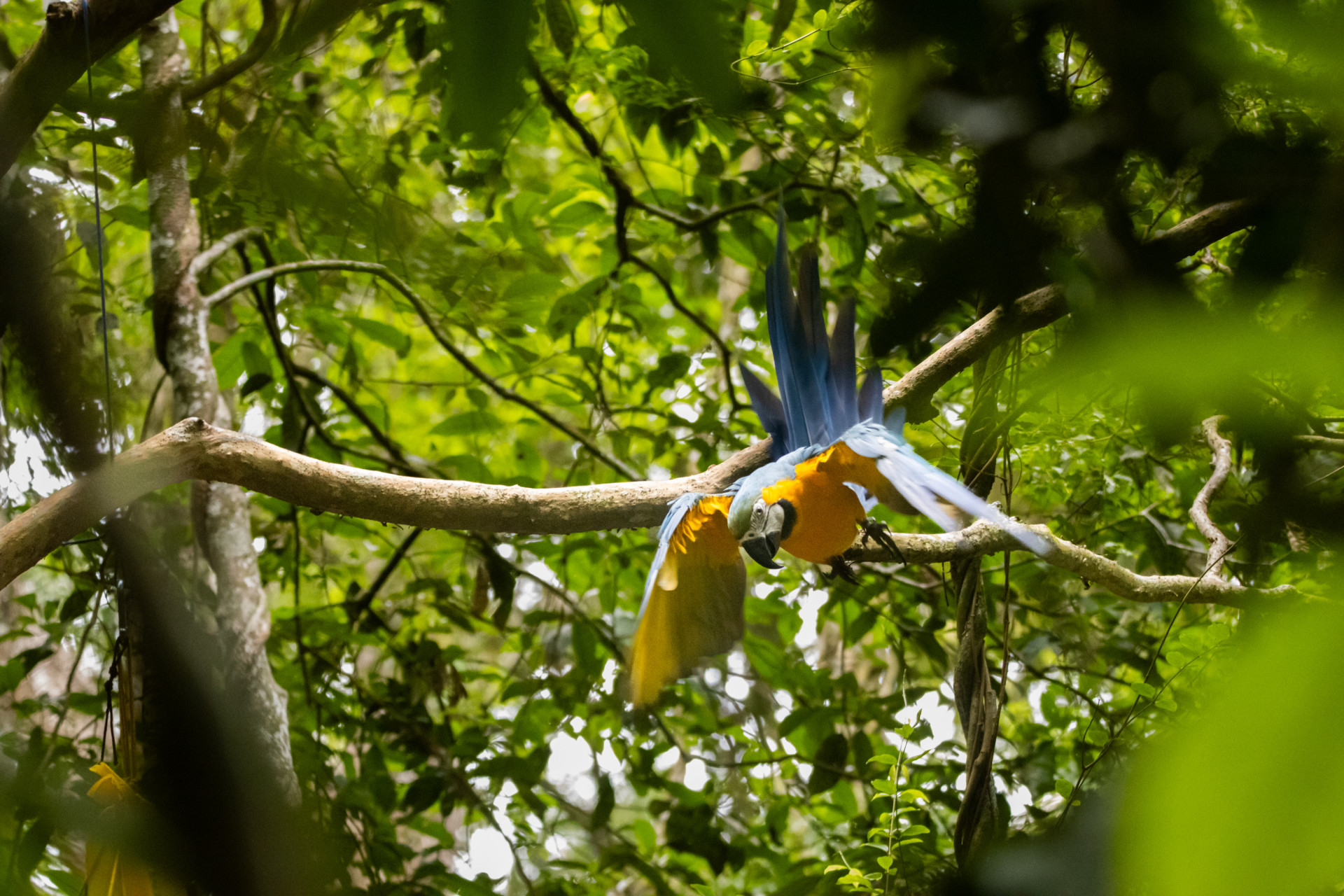 Araras-canind&eacute;s s&atilde;o soltas no Parque Nacional da Tijuca - Flavia Zagury/Refauna