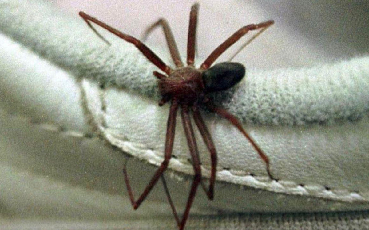A aranha marrom é um dos aracnídeos cuja picada pode ser mortal