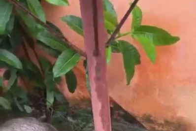 Capivara é encontrada morta no Bosque de Geribá, em Búzios