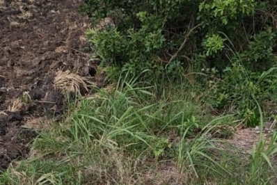 Tamanduá-mirim é resgatado em escola de São Pedro da Aldeia e devolvido à natureza
