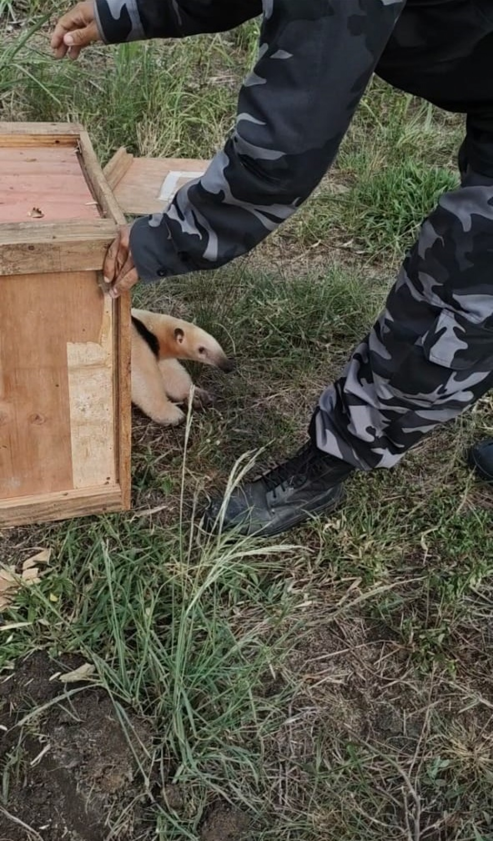 Tamandu&aacute;-mirim &eacute; resgatado - Ascom