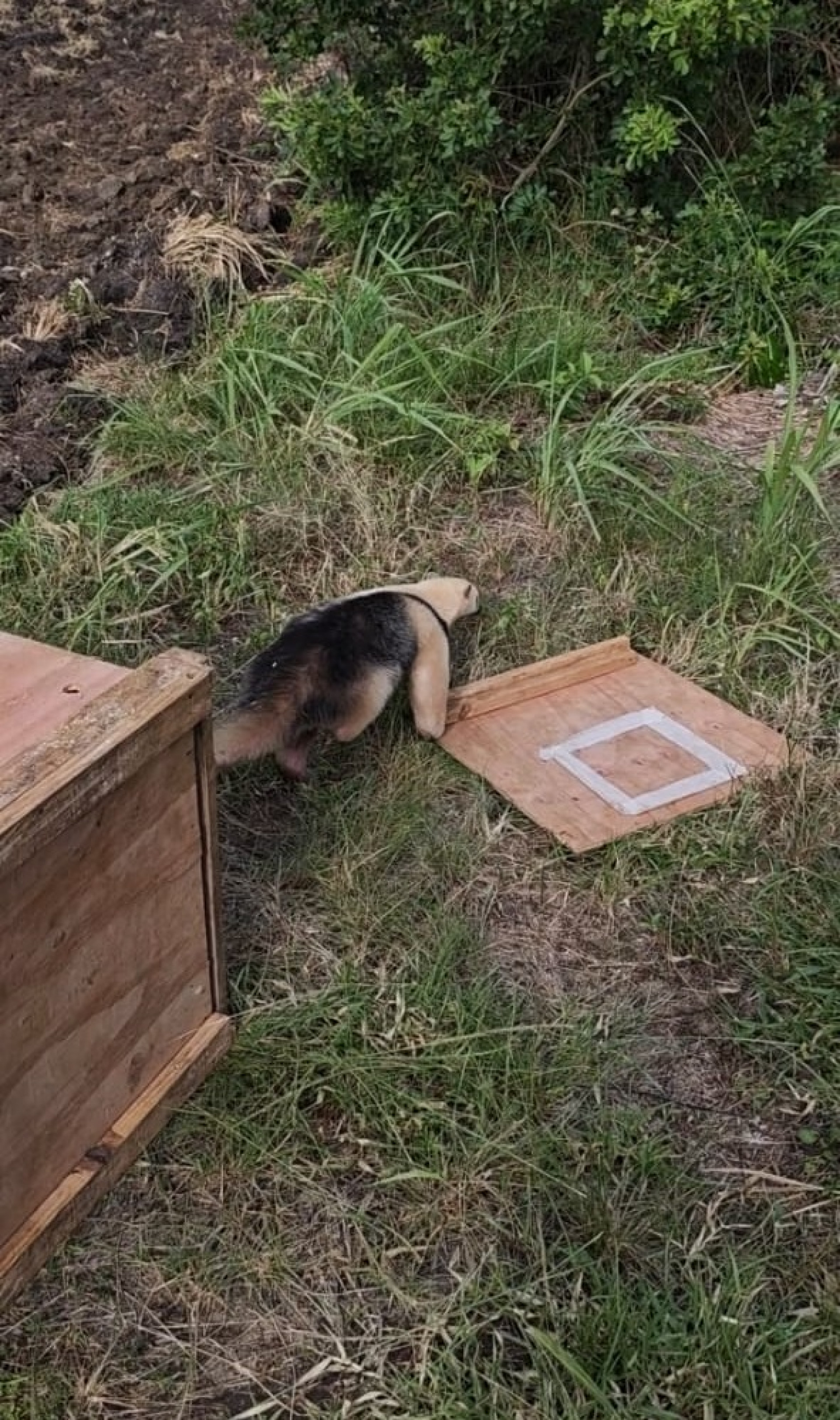 Tamanduá-mirim é resgatado