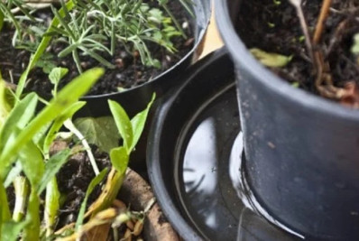 Vigilância Ambiental intensifica ações contra pragas e mosquitos em Macaé