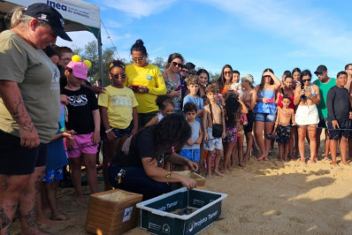 Primeira caminhada de tartarugas reúne dezenas de pessoas na praia do Farol