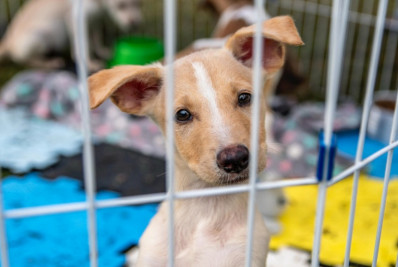 Feira de adoção transforma o sábado em chance de recomeço para cães e gatos em Macaé