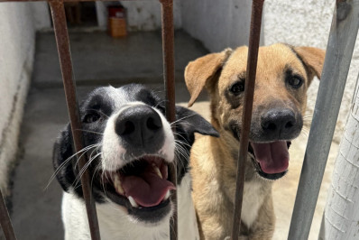Araruama realiza feira de adoção de cães e gatos no início de fevereiro