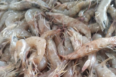 Pesca do camarão proibida até o final de abril