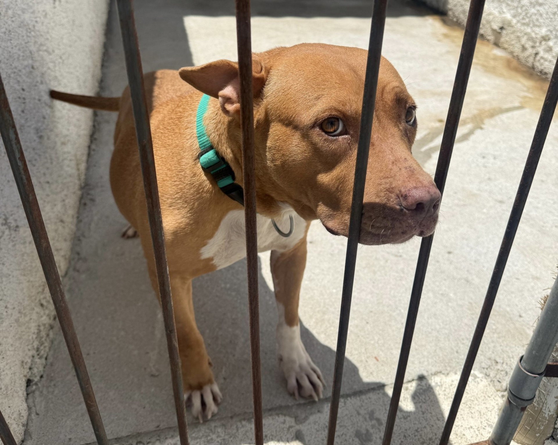 Animais para adoção - Ascom