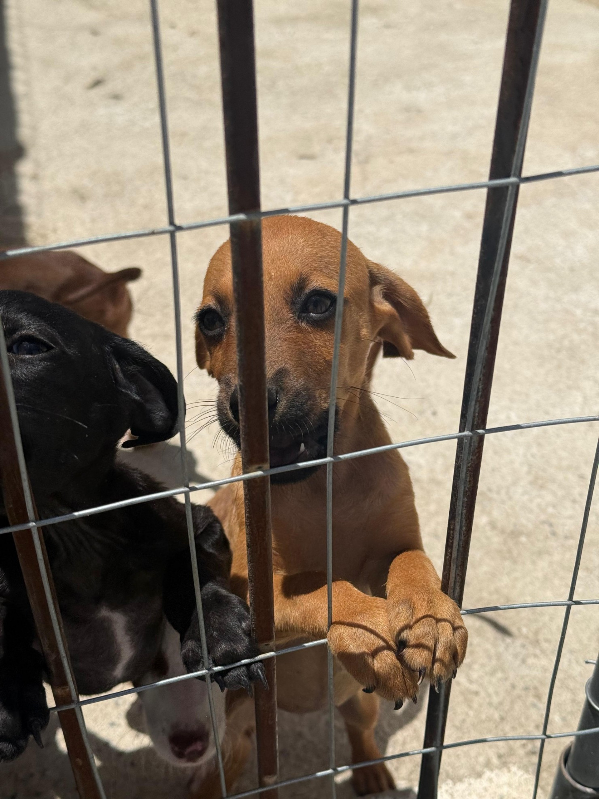 Animais para adoção - Ascom