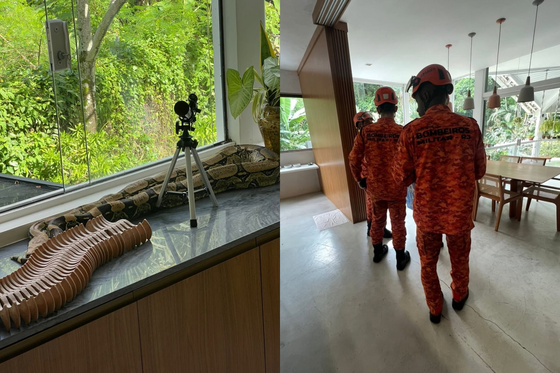 Thaila Ayala encontra cobra dentro de casa e aciona o Corpo de Bombeiros - Reprodução / Instagram