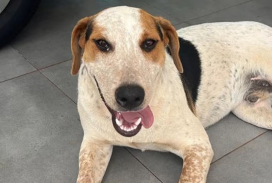 Conheça o cão Abacate, morto a tiros no Paraná: 'Um amor, só nos trouxe alegrias'