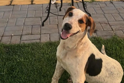 Após morte de Orelha, cachorro comunitário Abacate morre baleado no Paraná