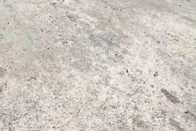 Tartaruguinha nasce em área de proteção ambiental e chama atenção em Búzios