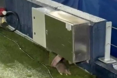 Rato invade gramado do Camp Nou antes de jogo do Barcelona pela Liga dos Campeões