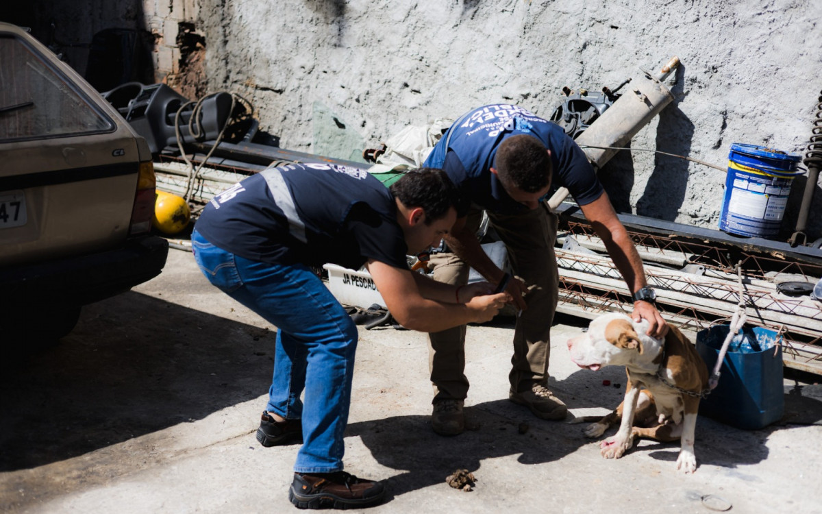 Cachorro em situação de maus-tratos no ferro-velho clandestino