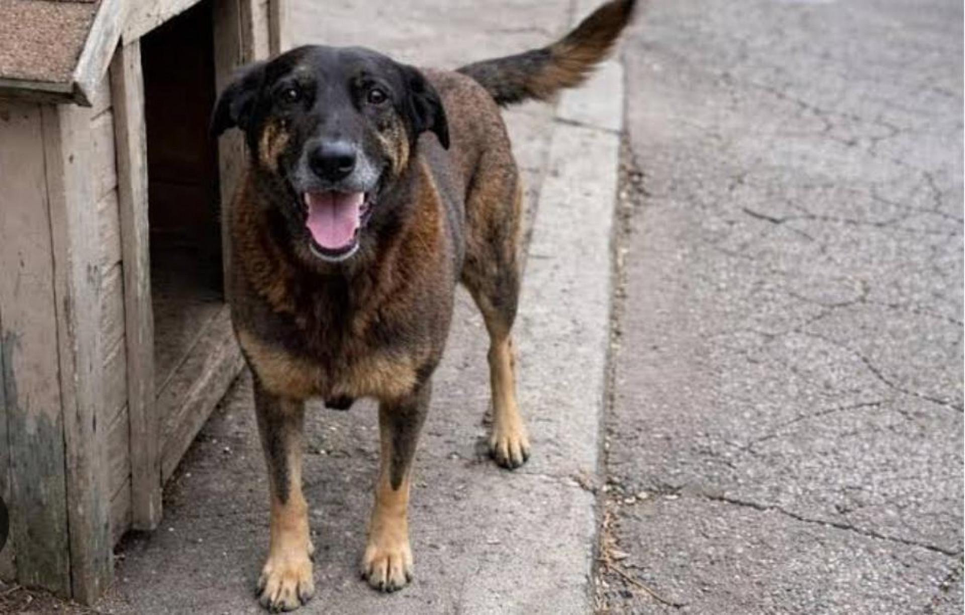 Orelha era um c&atilde;ozinho d&oacute;cil e muito querido no bairro