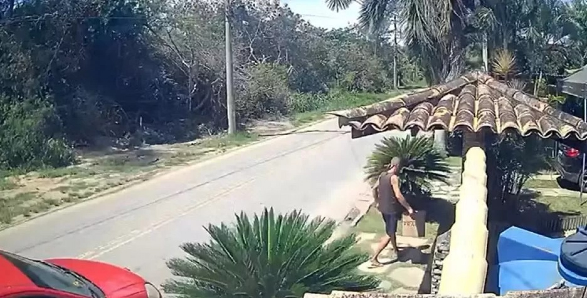 Homem é detido após abandonar filhotes de gato