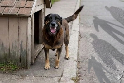 Manifestações pela morte do cão Orelha serão realizadas em capitais do Brasil; veja onde