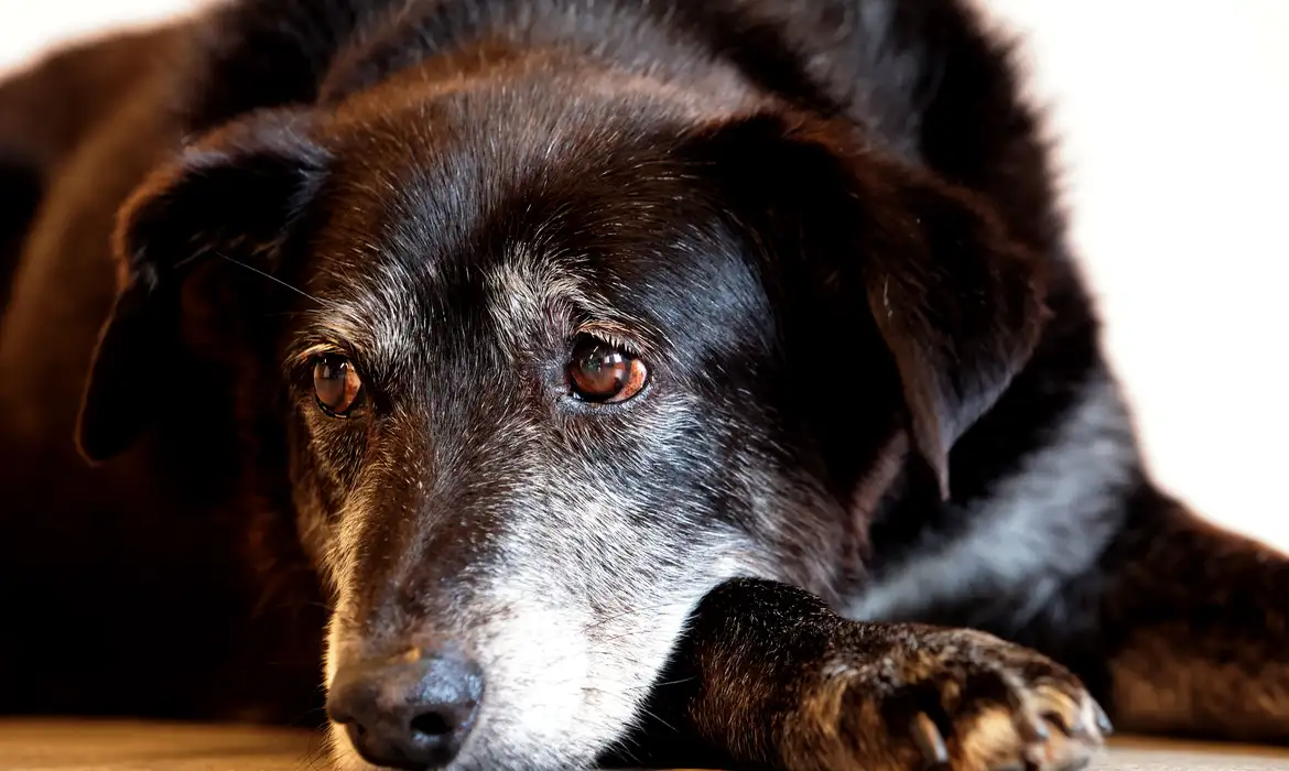 Justiça condena lojista a cinco anos de reclusão por maus-tratos a cães