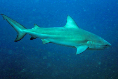 Tubarão-cabeça-chata é provável espécie que atacou garoto em Olinda