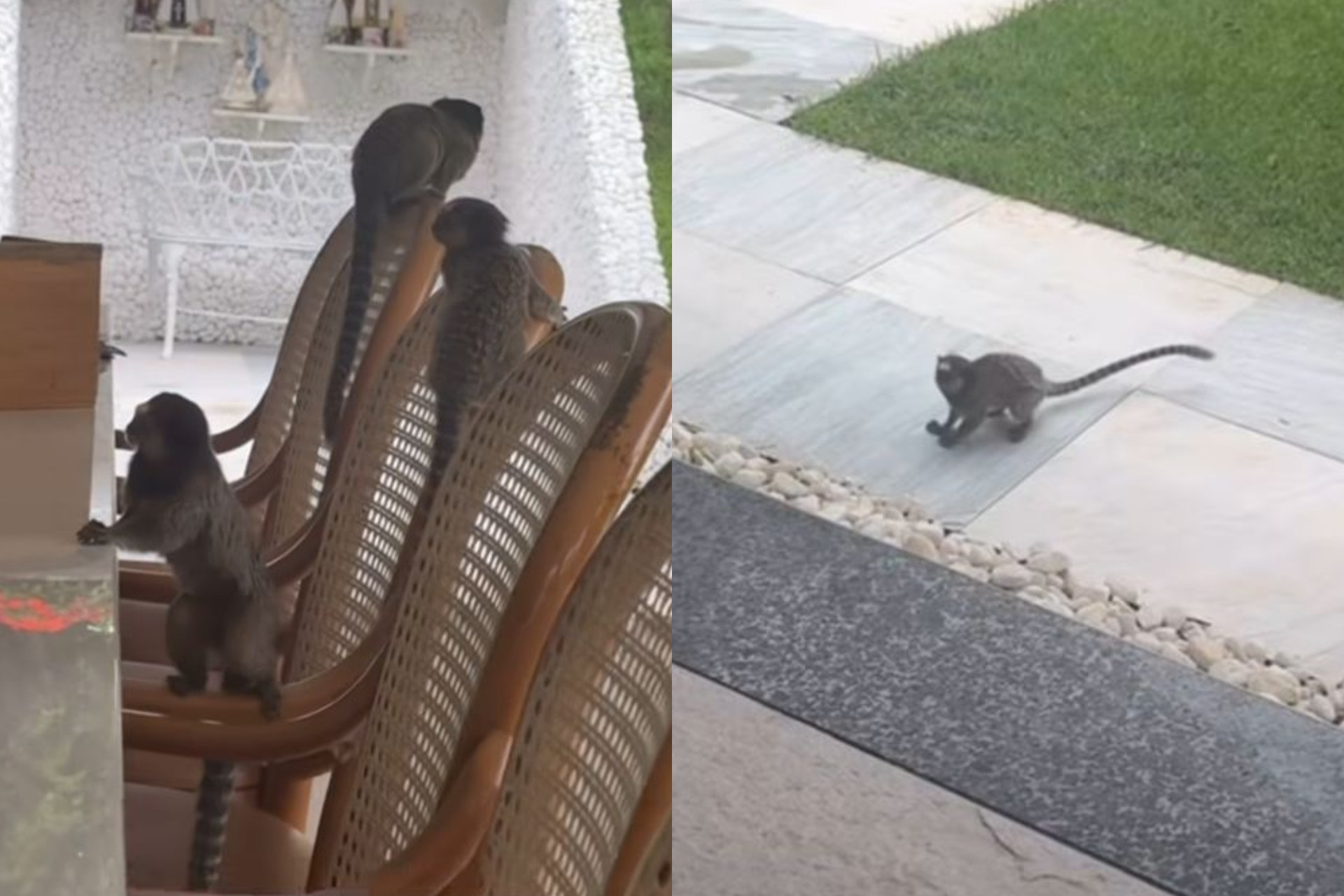Poliana Rocha registra invasão de macaquinhos na residência em Goiânia - Reprodução / Instagram