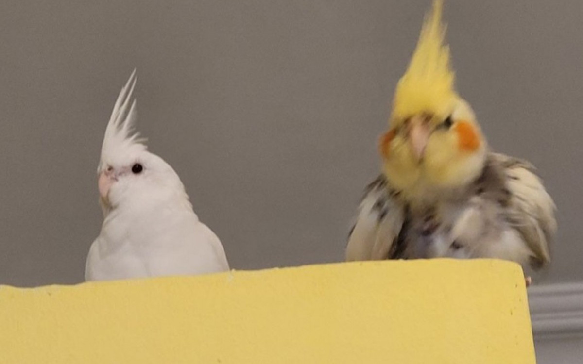 As responsabilidades em adotar um animal