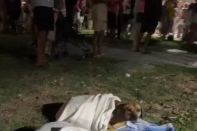 Cães roubam a cena e dormem durante show na Praia do Forte, em Cabo Frio