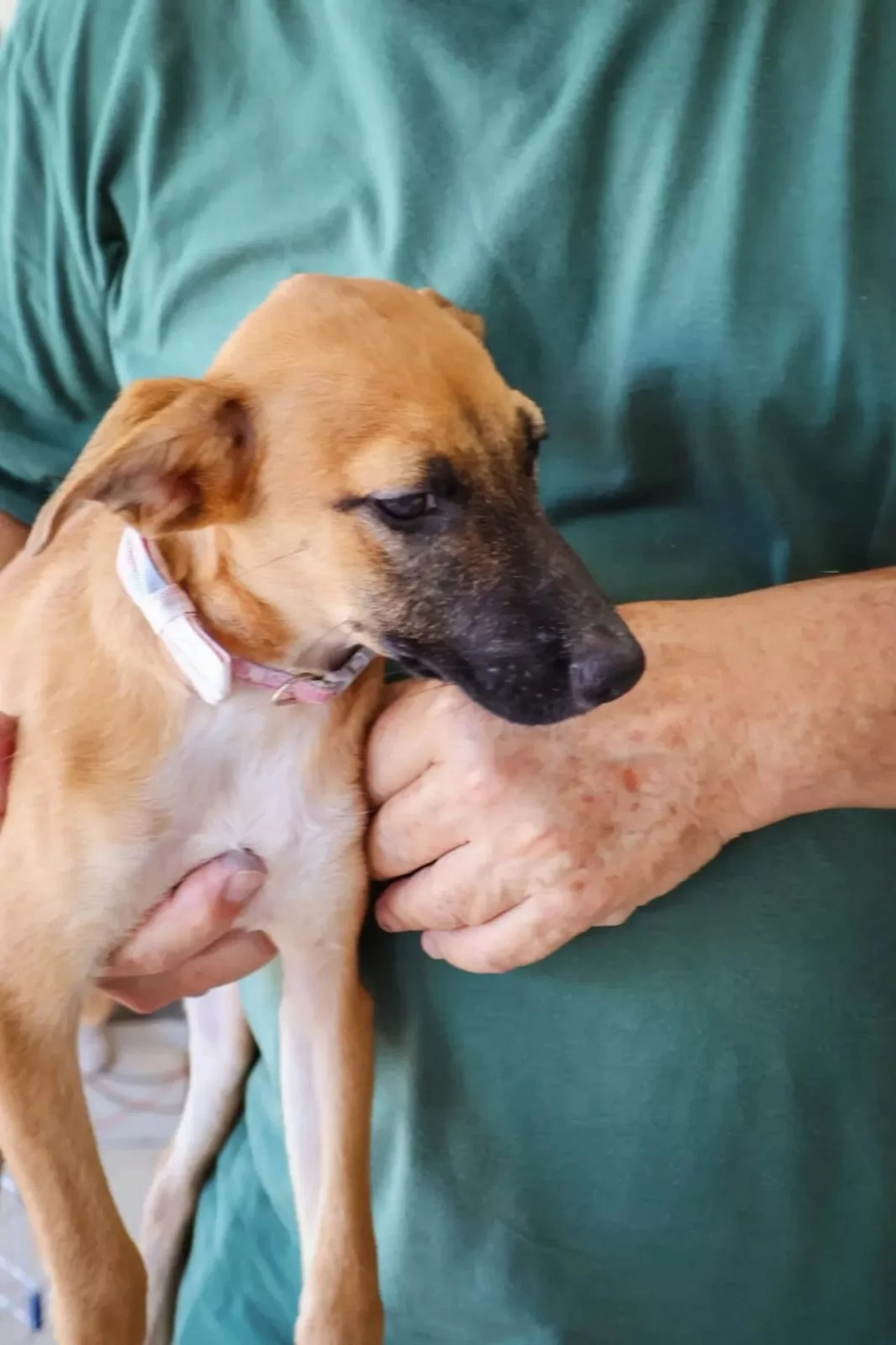 Onze cães e gatos são adotados - Ascom