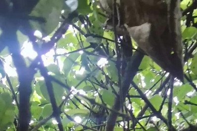 Guarda Civil Municipal registra ações de segurança, resgate ambiental e apoio à população em Cabo Frio