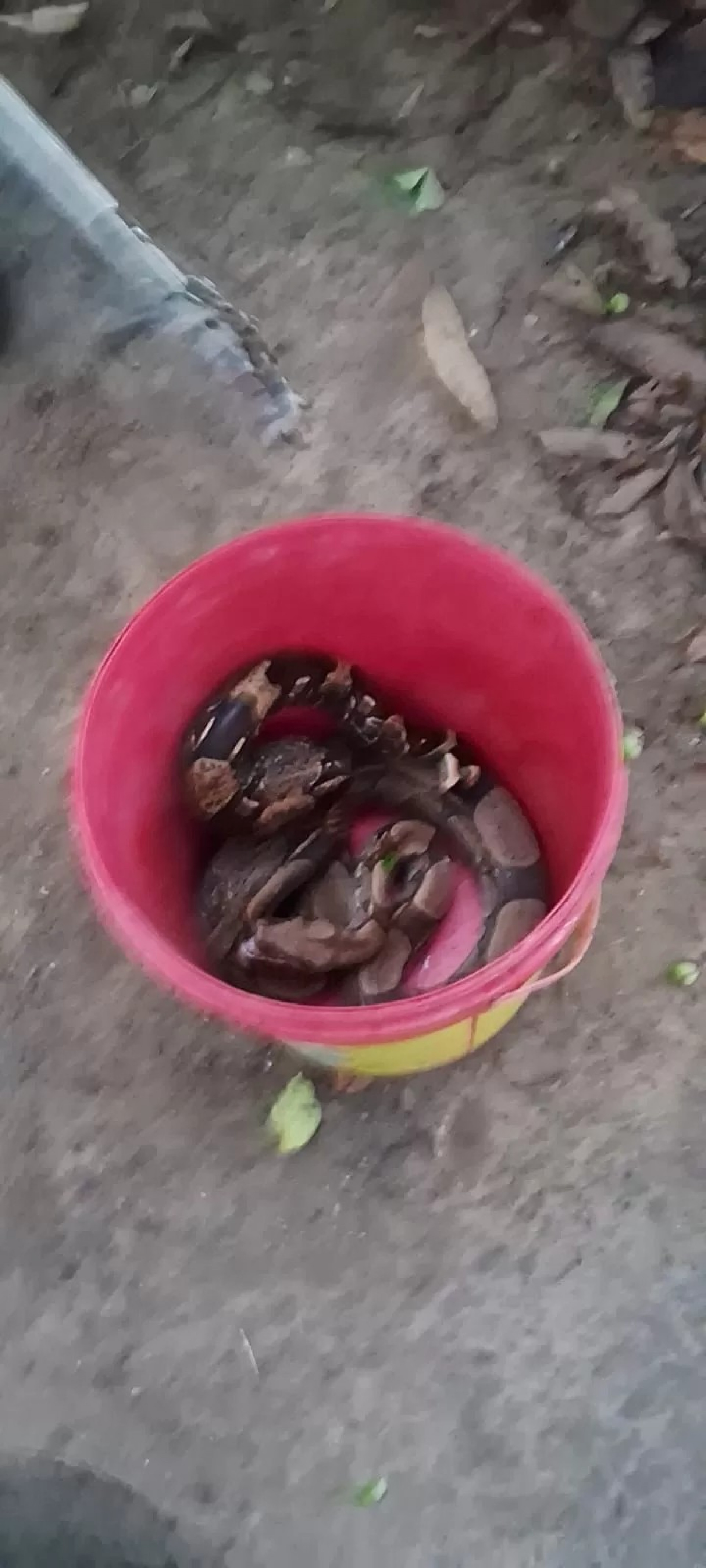 Resgates de jiboias - Ascom