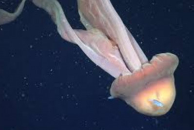 Água-viva fantasma gigante é flagrada por expedição científica na costa da Argentina