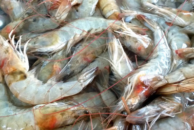 Proibida a pesca e comercialização do camarão em Angra 