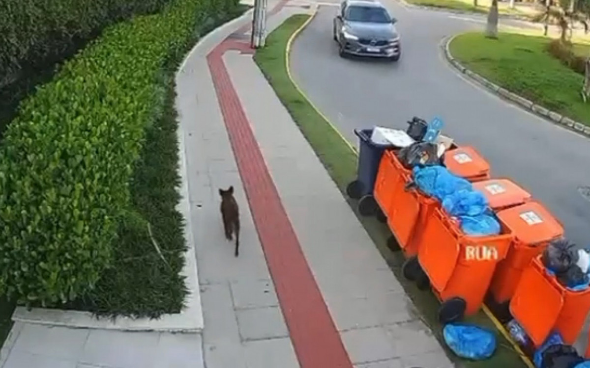 No vídeo, é possível ver um cachorro, que seria Orelha, andando pela calçada