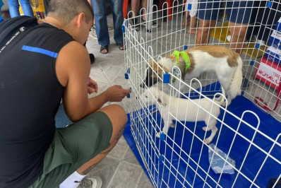 Cabo Frio realiza feira de adoção de cães e gatos neste sábado (7)