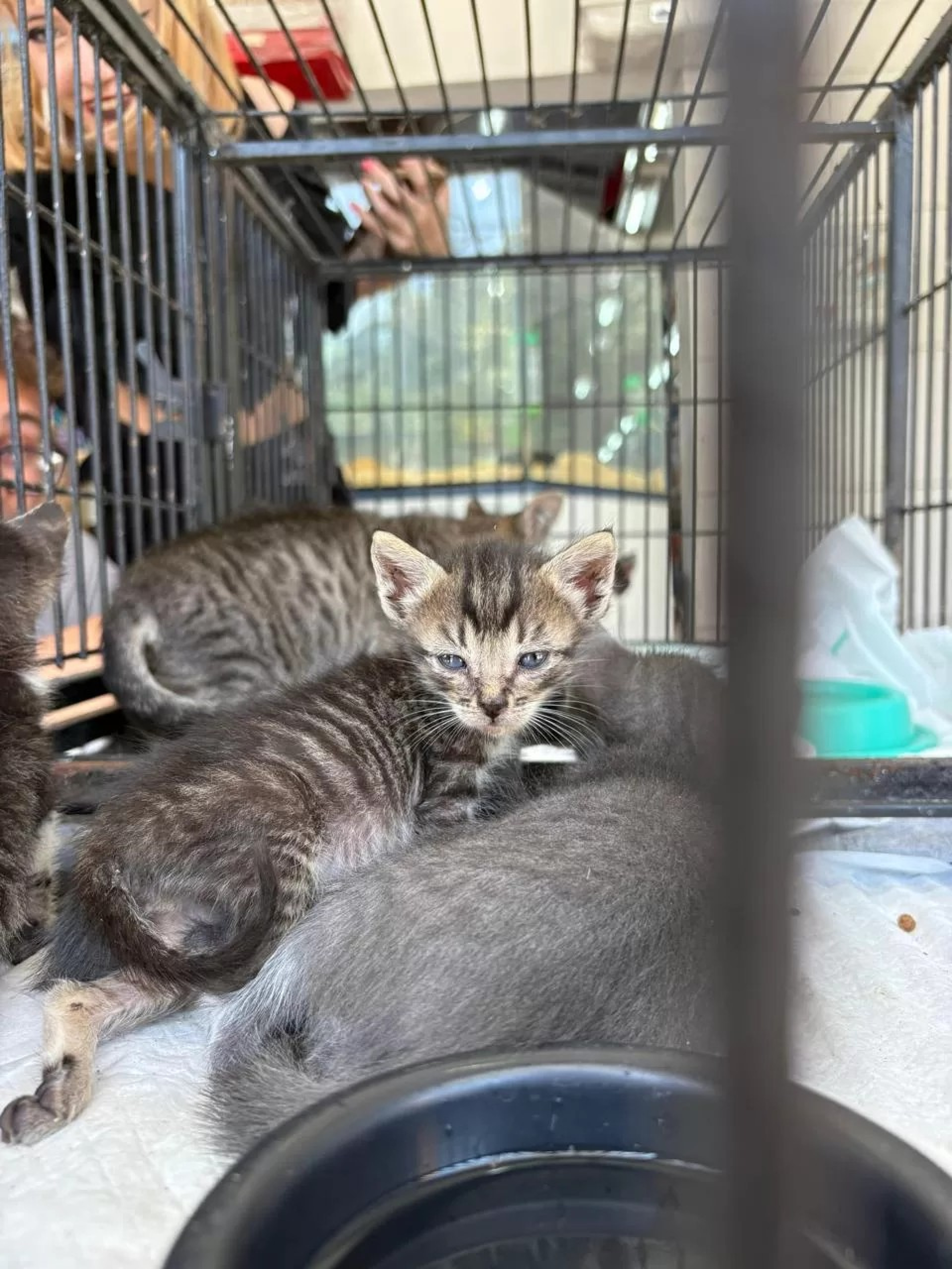 Adoção de cães e gatos - Ascom