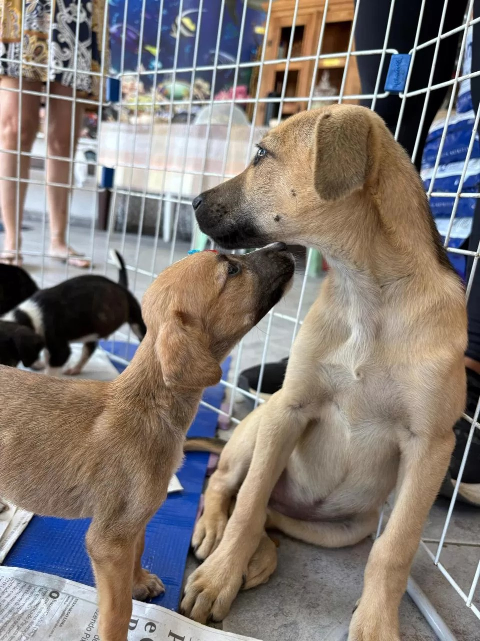 Adoção de cães e gatos - Ascom