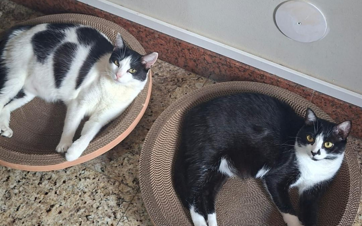 Em locais especializados, os pets recebem alimentação nos horários corretos e a quantidade adequada