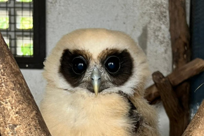 ASAS registra 258 atendimentos em janeiro e reforça atuação na proteção da fauna