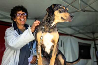 Prefeitura abre cadastro para a primeira etapa de castração de cães e gatos de 2026