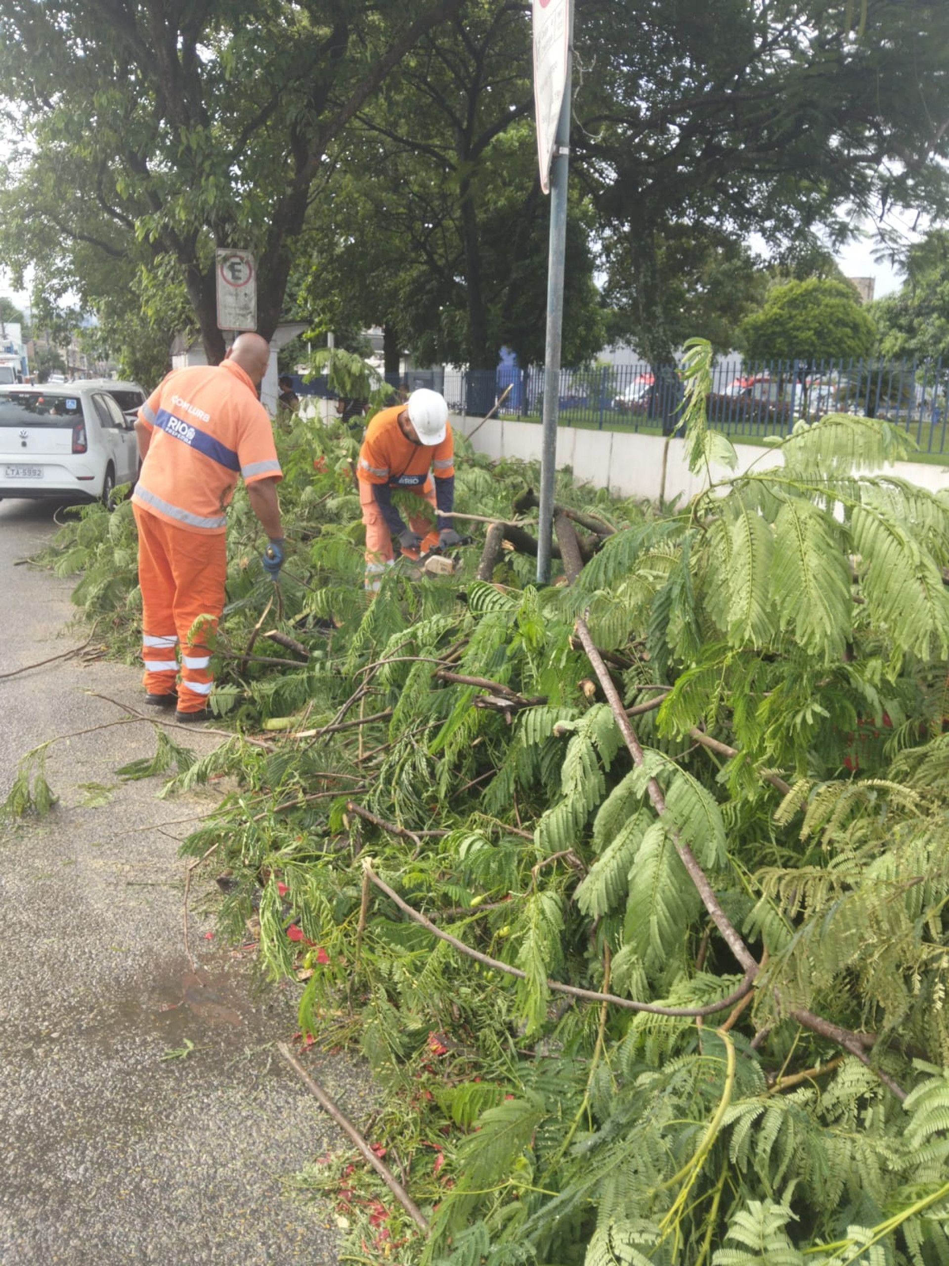 Árvore caiu sob fiação na Estrada Moriçaba, em Campo Grande - Reprodução / Redes Sociais
