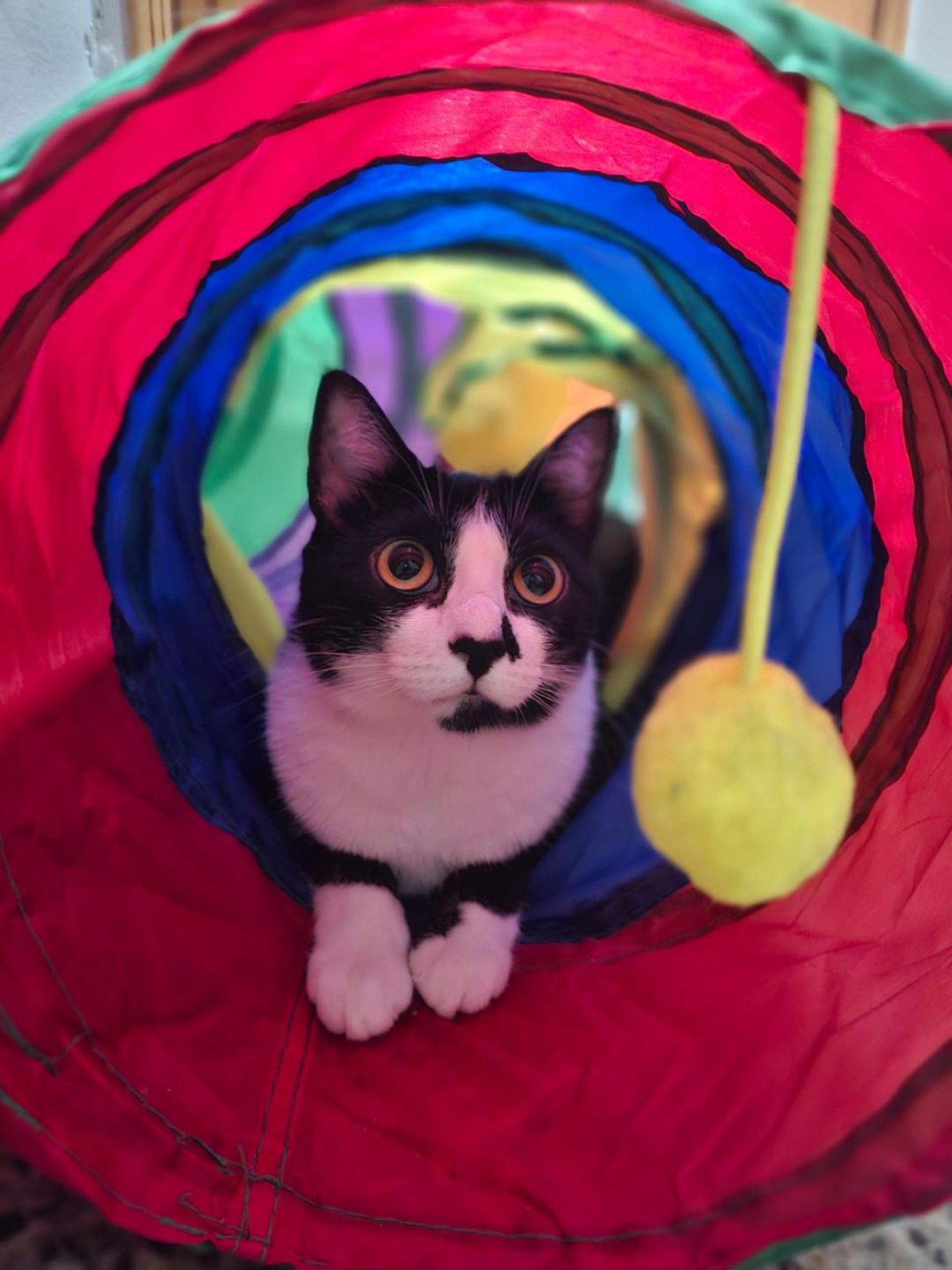 A gatinha Dara é travessa e curiosa