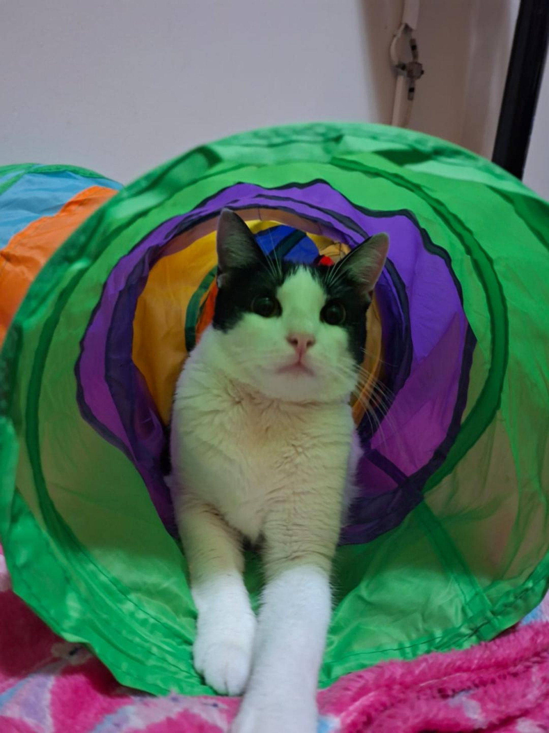 Entre cochilos e brincadeiras, o gatinho Mumu aproveita os momentos na hospedagem