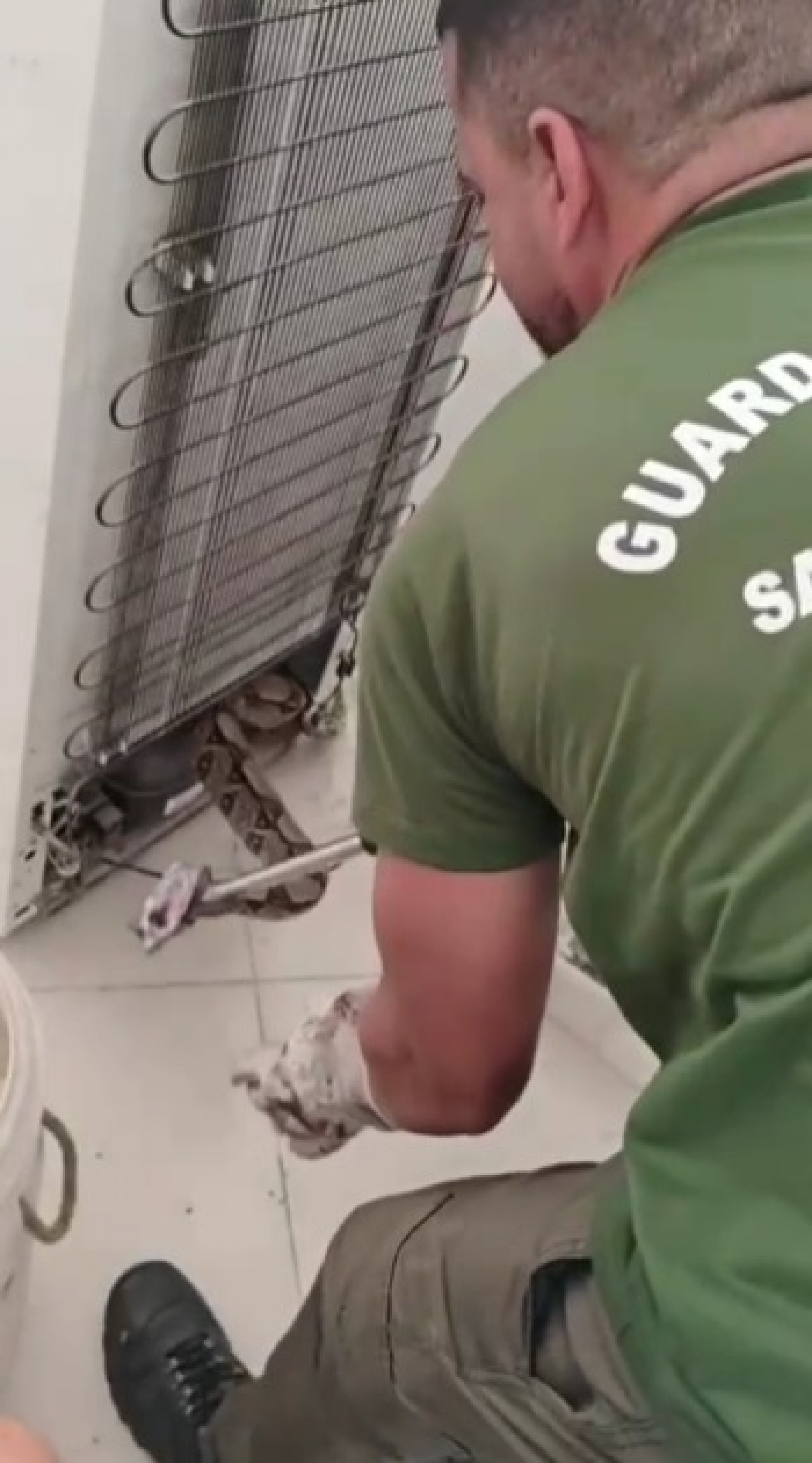 Guarda Ambiental de Saquarema resgata jiboia em residência de Jaconé - Divulgação/Prefeitura de Saquarema