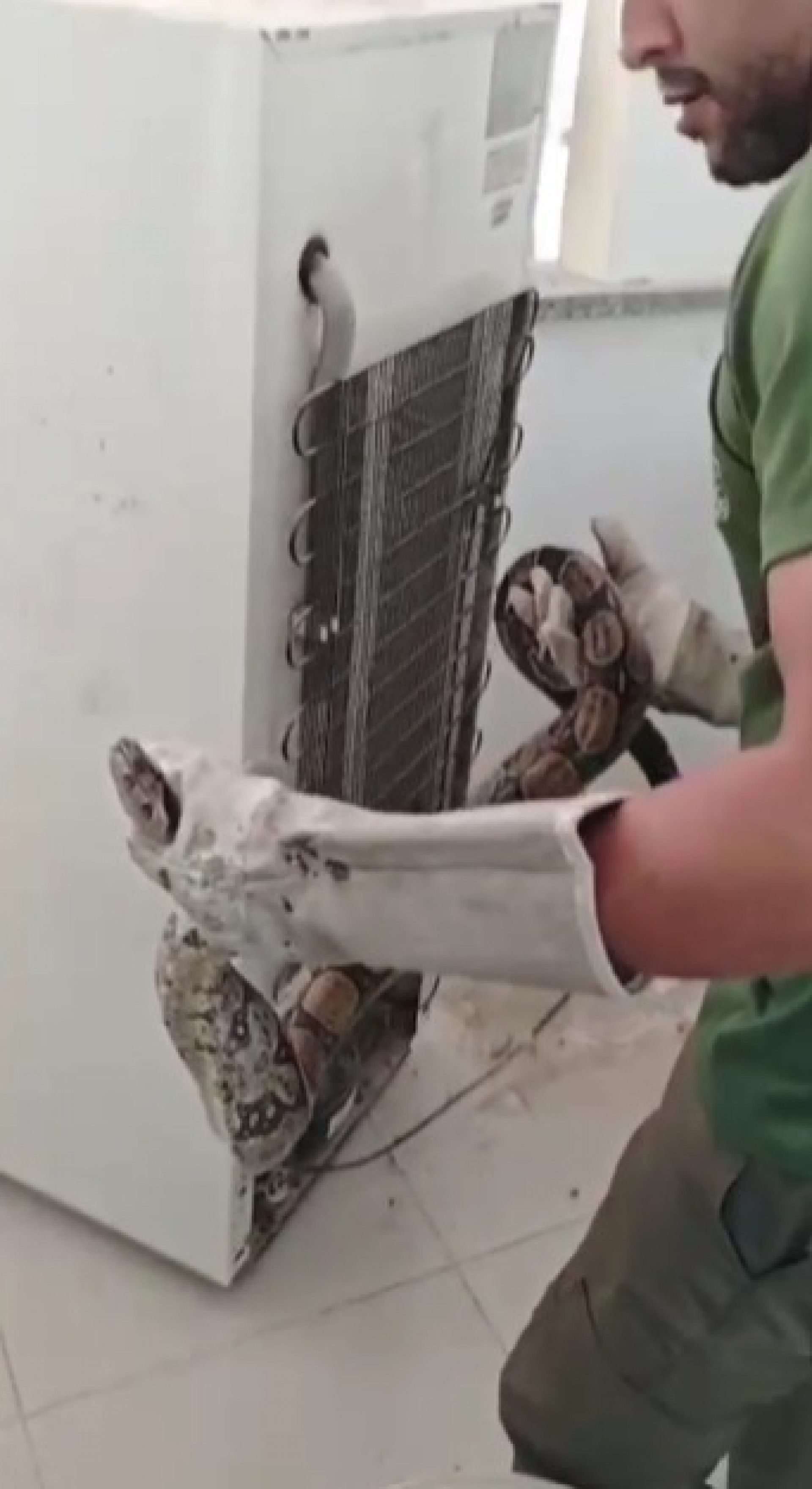 Guarda Ambiental de Saquarema resgata jiboia em residência de Jaconé - Divulgação/Prefeitura de Saquarema