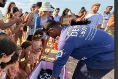 Soltura de filhotes reforça estratégias pela procriação de tartarugas
